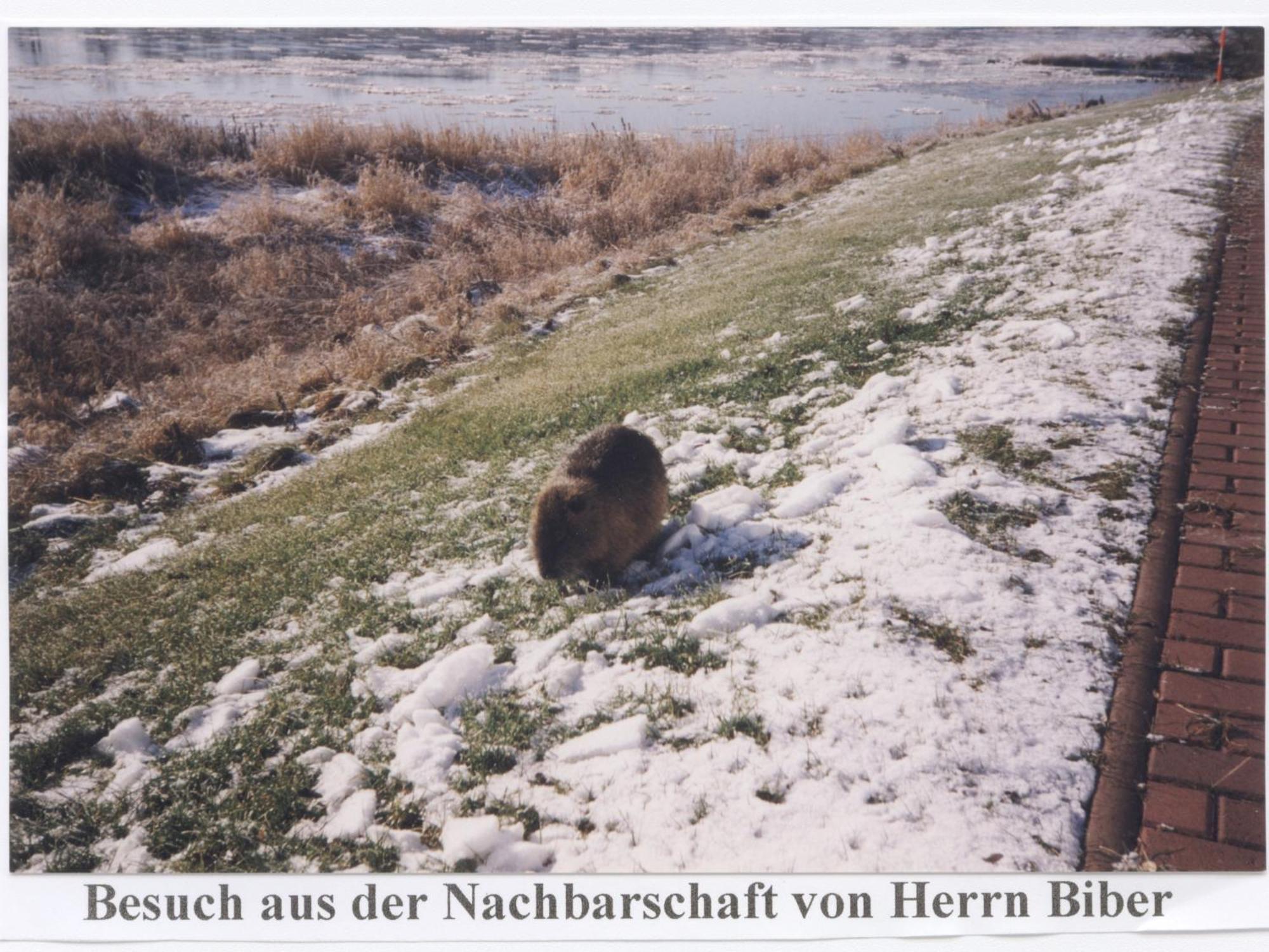Elbterrassen Zu Brambach Hotel Dessau-Rosslau Kültér fotó